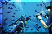 Diving Maui